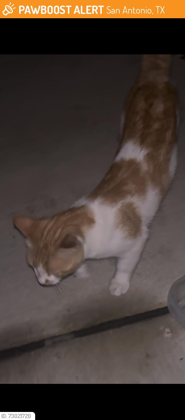 Found/Stray Unknown Cat last seen Potranco and county rd 281, San Antonio, TX 78253