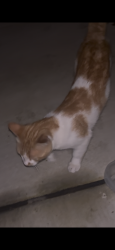 Found/Stray Unknown Cat last seen Potranco and county rd 281, San Antonio, TX 78253