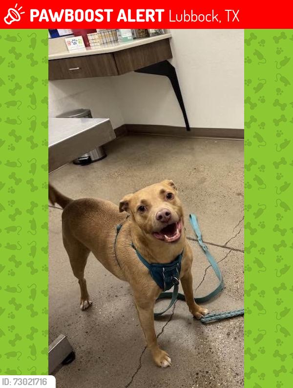 Lost Male Dog last seen Homestead Ave. Just South of ShadowHills Golf Course, Lubbock, TX 79416