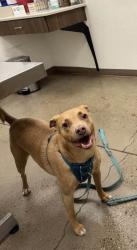 Lost Male Dog last seen Homestead Ave. Just South of ShadowHills Golf Course, Lubbock, TX 79416
