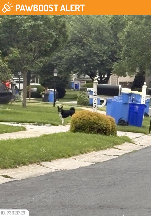 Found/Stray Unknown Dog last seen edenbridge rd , Springettsbury Township, PA 17402