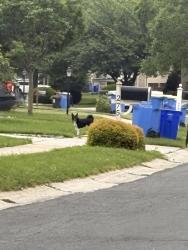 Found/Stray Unknown Dog last seen edenbridge rd , Springettsbury Township, PA 17402