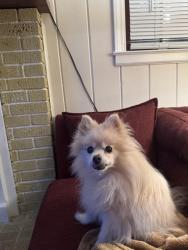 Lost Male Dog last seen Amity place and Redmond rd, Charlotte, NC 28212