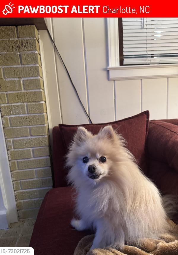 Lost Male Dog last seen Amity place and Redmond rd, Charlotte, NC 28212