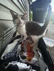 Found/Stray Male Cat last seen Powers, Muncie, IN 47305