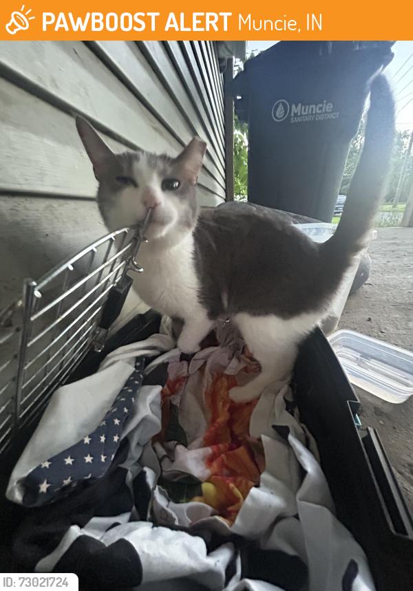 Found/Stray Male Cat last seen Powers, Muncie, IN 47305
