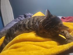 Lost Female Cat last seen Country life moble home park , Leesburg, FL 34748