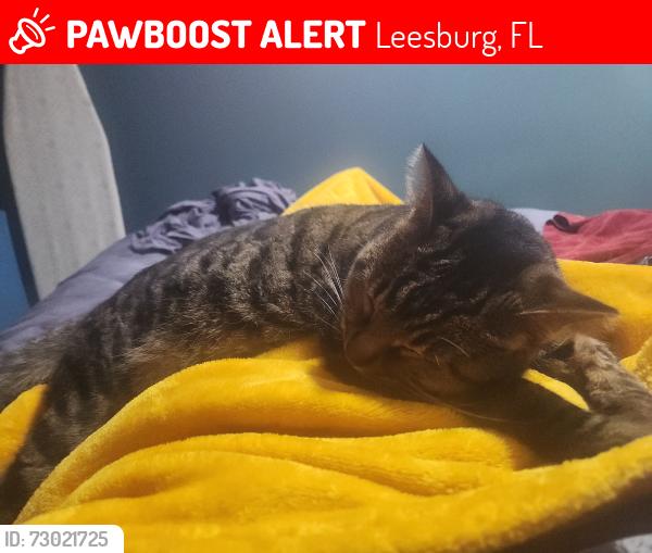 Lost Female Cat last seen Country life moble home park , Leesburg, FL 34748