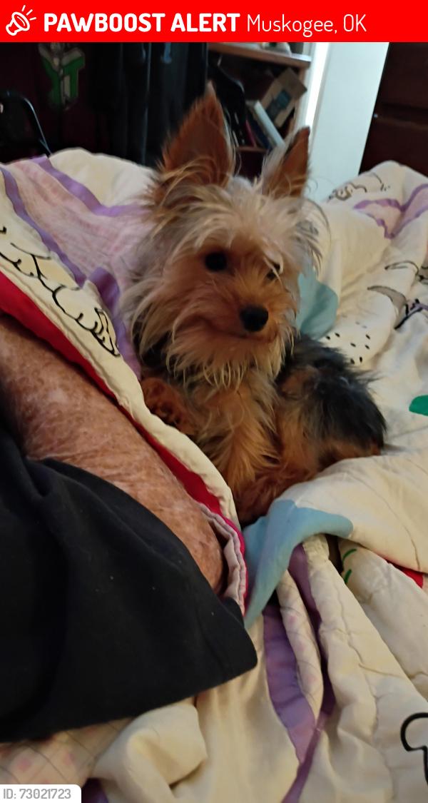 Lost Male Dog last seen North 13th and Martin Luther King, Muskogee, OK 74401