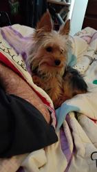 Lost Male Dog last seen North 13th and Martin Luther King, Muskogee, OK 74401