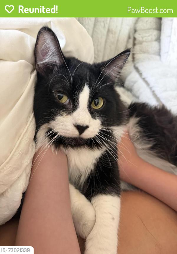 Reunited Male Cat last seen Near N 98th Dr, Peoria, AZ 85382, USA, Peoria, AZ 85382