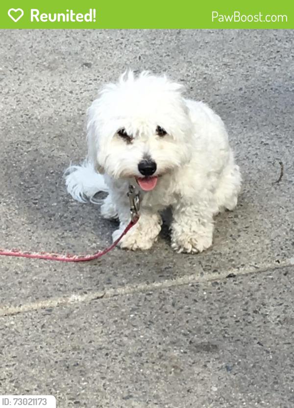 Reunited Female Dog last seen Harvard Ave, Medford, MA 02155