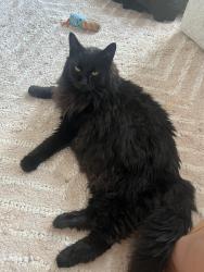 Reunited Male Cat last seen Birchwood & W 141st St, Cleveland, OH 44111