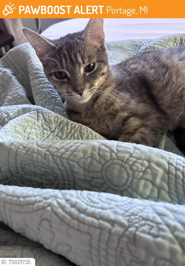 Found/Stray Unknown Cat last seen Woodland Elementary, Portage, MI 49024