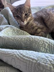 Found/Stray Unknown Cat last seen Woodland Elementary, Portage, MI 49024