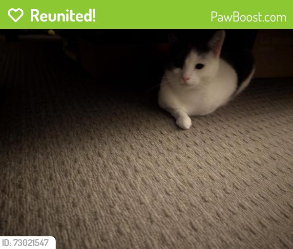Reunited Female Cat last seen Mickleham trillium , Mickleham, VIC 3064