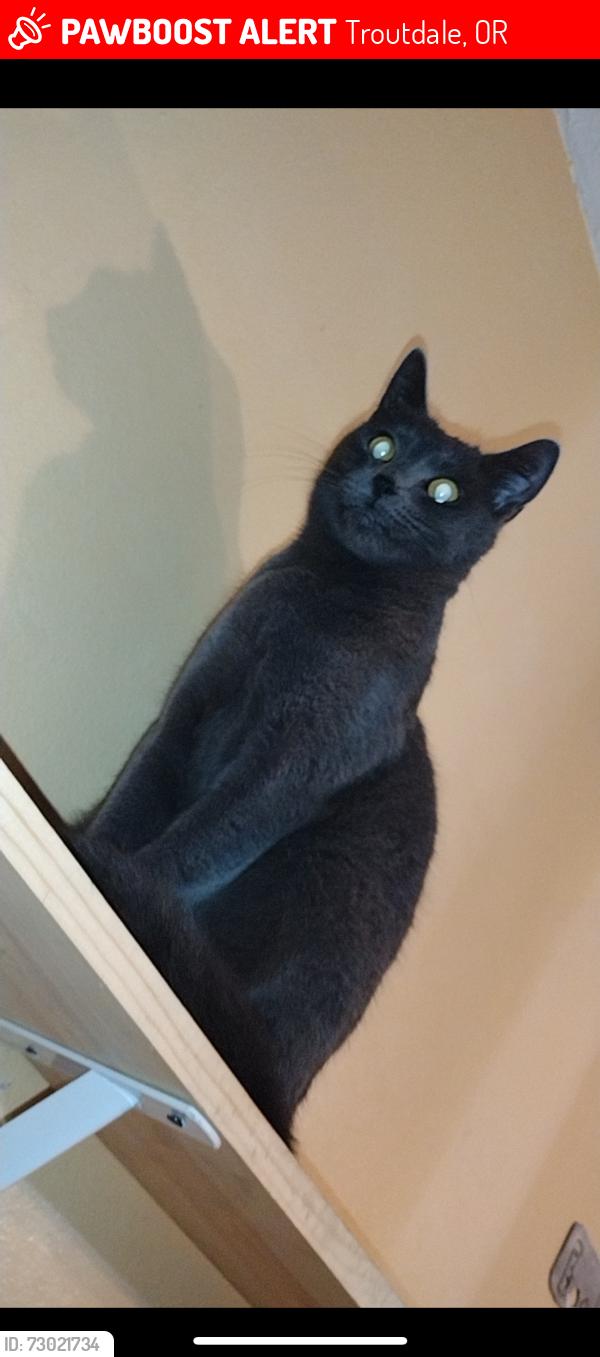 Lost Female Cat last seen Reynolds high school, Troutdale, OR 97060