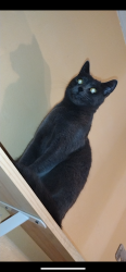 Lost Female Cat last seen Reynolds high school, Troutdale, OR 97060