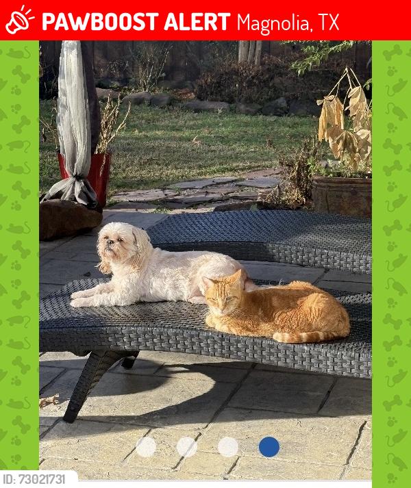 Lost Female Cat last seen Near Brushy Gables dr, Magnolia, TX 77354