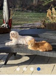 Lost Female Cat last seen Near Brushy Gables dr, Magnolia, TX 77354