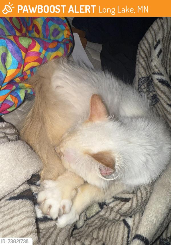 Found/Stray Unknown Cat last seen Long lake mn, Long Lake, MN 55356