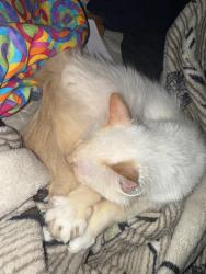 Found/Stray Unknown Cat last seen Long lake mn, Long Lake, MN 55356