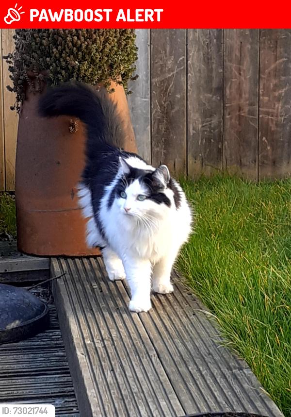 Lost Female Cat last seen Violet hill hse, Greater London, England NW8