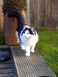 Lost Female Cat last seen Violet hill hse, Greater London, England NW8