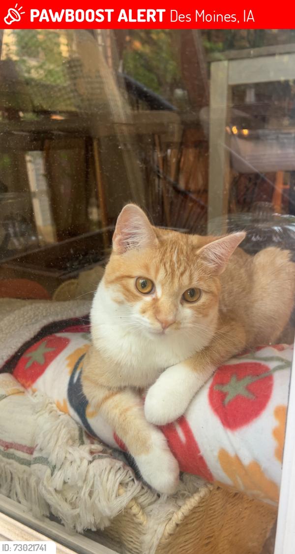 Lost Male Cat last seen Last seen 41st street and university ave. Across the street from Louis wine dive, Des Moines, IA 50311