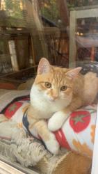 Lost Male Cat last seen Last seen 41st street and university ave. Across the street from Louis wine dive, Des Moines, IA 50311