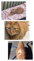 Lost Male Cat last seen Near Masterson station area , citation blvd area, Lexington, KY 40511