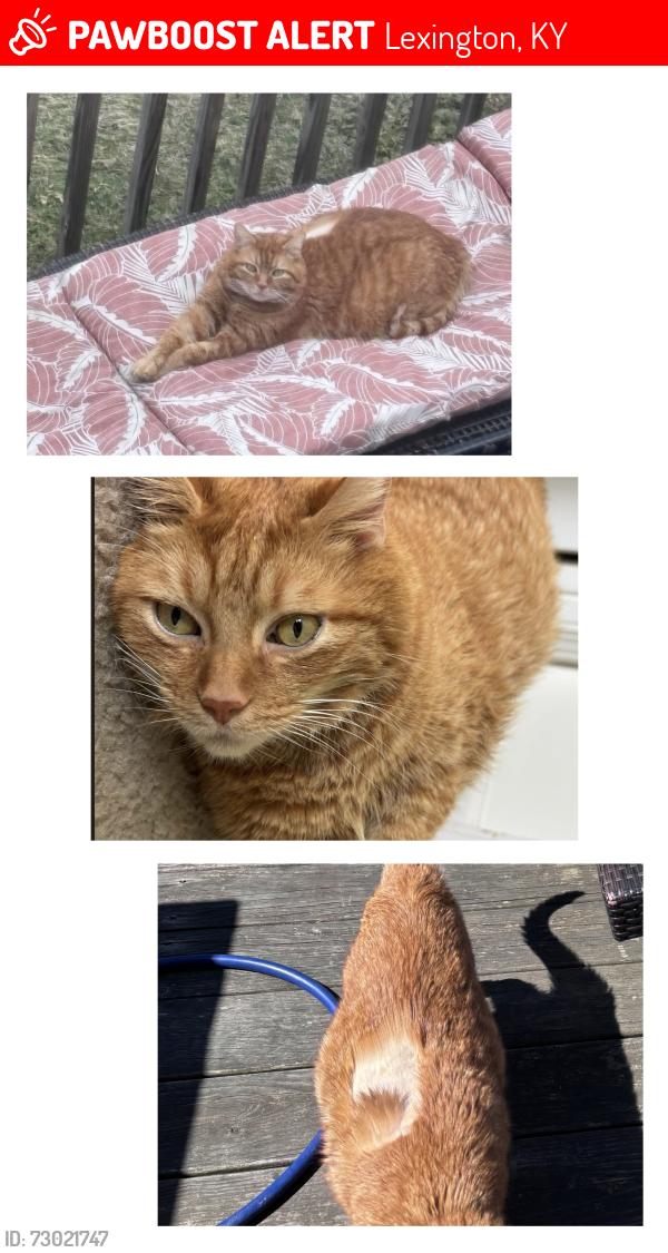Lost Male Cat last seen Near Masterson station area , citation blvd area, Lexington, KY 40511