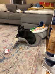 Lost Female Cat last seen Hill & Harbor Cigar Lounge, East Greenwich, RI 02818