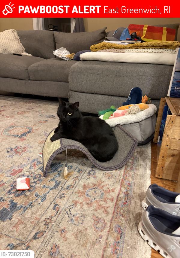 Lost Female Cat last seen Hill & Harbor Cigar Lounge, East Greenwich, RI 02818