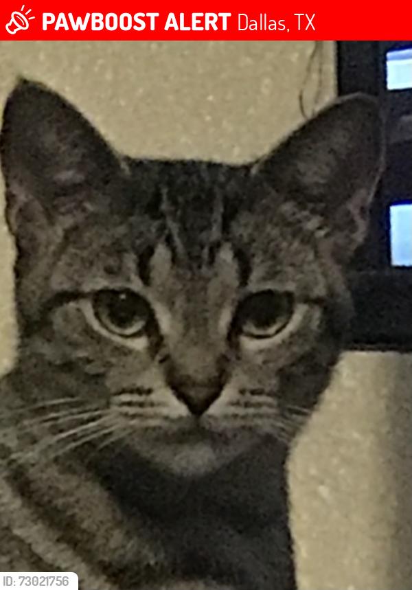 Lost Female Cat last seen Near S Vernon AVe. Dallas 75224, Dallas, TX 75224