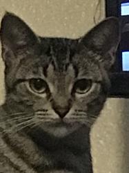 Lost Female Cat last seen Near S Vernon AVe. Dallas 75224, Dallas, TX 75224
