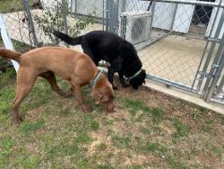 Reunited Male Dog last seen Highway 147, Auburn, AL 36830