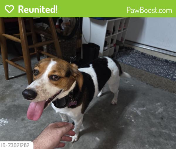 Reunited Female Dog last seen Pemberton , Natures Hideaway, FL 34655