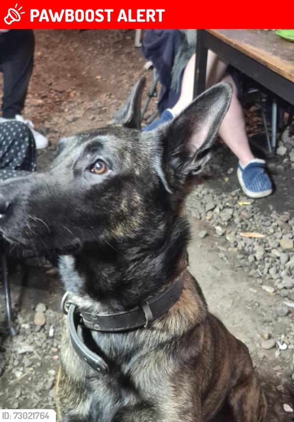 Lost Male Dog last seen Near bond road Waterville NS, Kings County, NS B0P 1V0