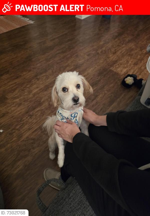 Lost Male Dog last seen E La Verne Ave and Mountain, Pomona, CA 91767