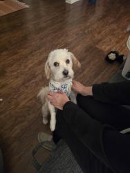 Lost Male Dog last seen E La Verne Ave and Mountain, Pomona, CA 91767