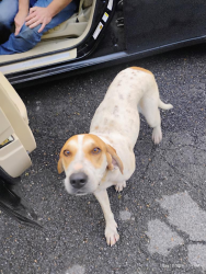 Found/Stray Female Dog last seen Carters st and E may, Calhoun, GA 30701