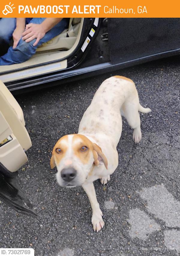 Found/Stray Female Dog last seen Carters st and E may, Calhoun, GA 30701