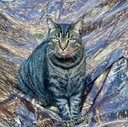 Lost Male Cat last seen Gate 2 Rd and Lyon Station, Granville County, NC 27509