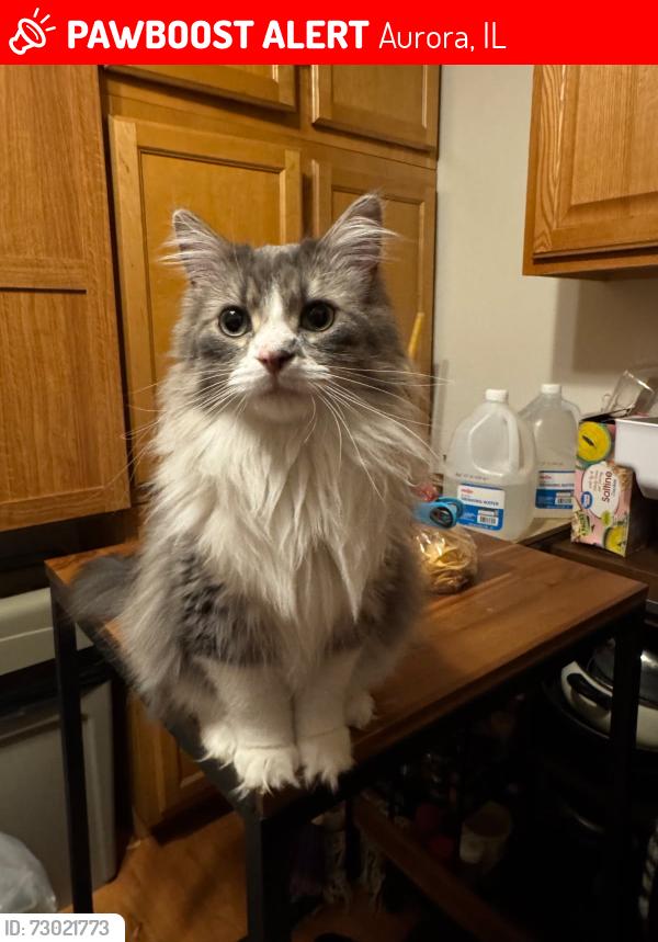 Lost Female Cat last seen Aurora fire department , Aurora, IL 60504