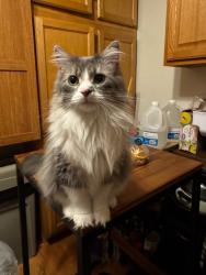 Lost Female Cat last seen Aurora fire department , Aurora, IL 60504
