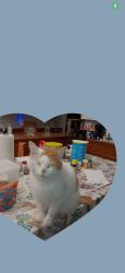 Lost Male Cat last seen Marion hill and 47th st, New Brighton, PA 15066