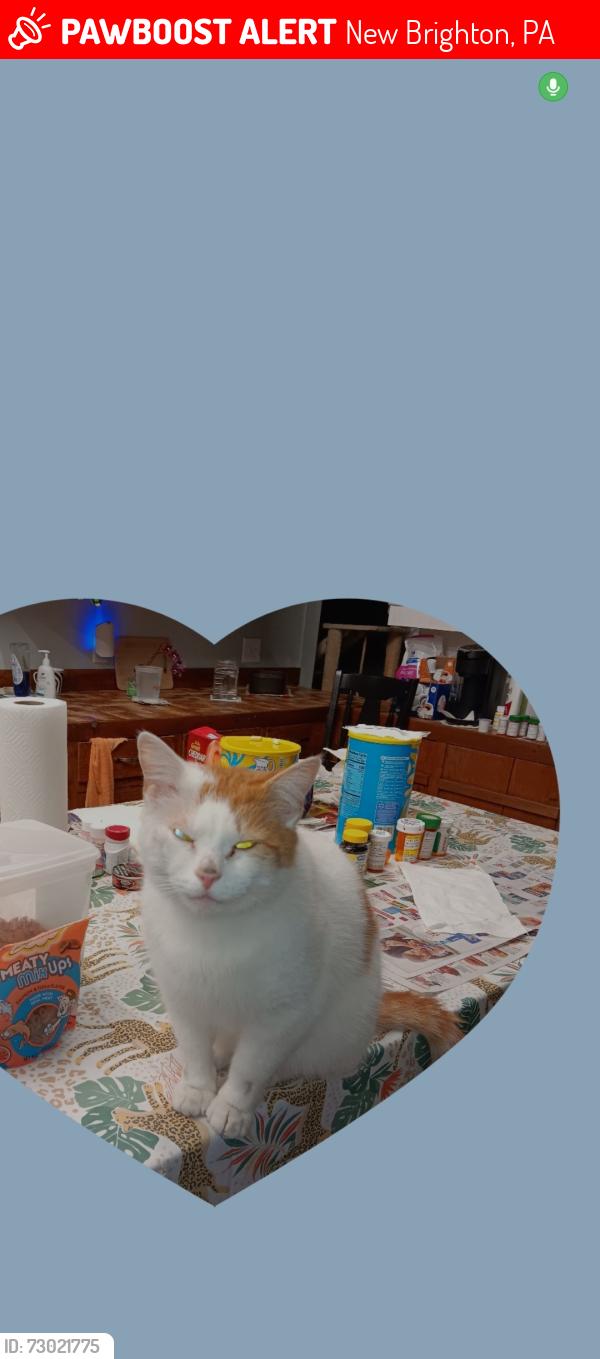 Lost Male Cat last seen Marion hill and 47th st, New Brighton, PA 15066