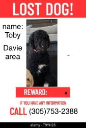 Lost Male Dog last seen Flaming rd and 15th st, Davie, FL 33325