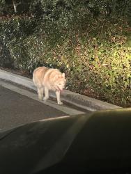 Found/Stray Unknown Dog last seen Old grove & Avenida Solidad, Oceanside, CA 92057